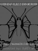 Schmetterling-2